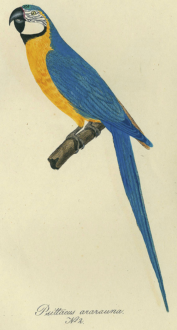 Christian Wilhelm Hahn - Ornithologischer Atlas. 1834-38.