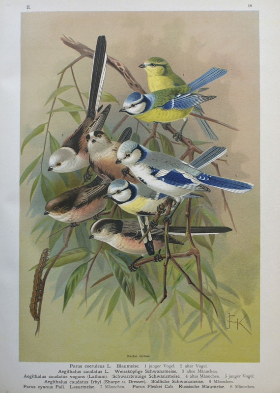 Johann Andreas Naumann - Naturgeschichte der Vögel. 11 (von 12) Bdn. 1897 - Dabei: Gefiederte Meistersänger 2 Kassetten