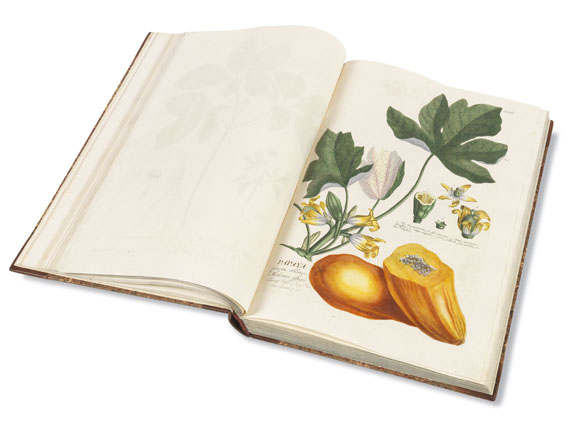 Christoph Jakob Trew - Plantae selectae. 1750.. - Weitere Abbildung