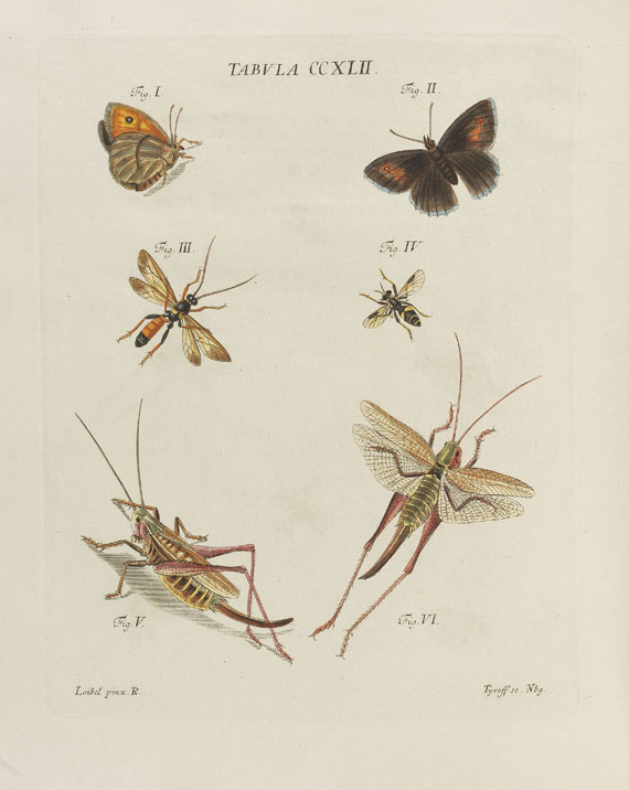 Jacob Christian Schaeffer - Icones insectorum. 1779.