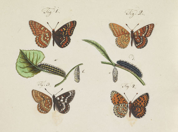   - Slg. ca. 80 Bll. Schmetterlings-Aquarelle. Um 1740-1790. - Weitere Abbildung