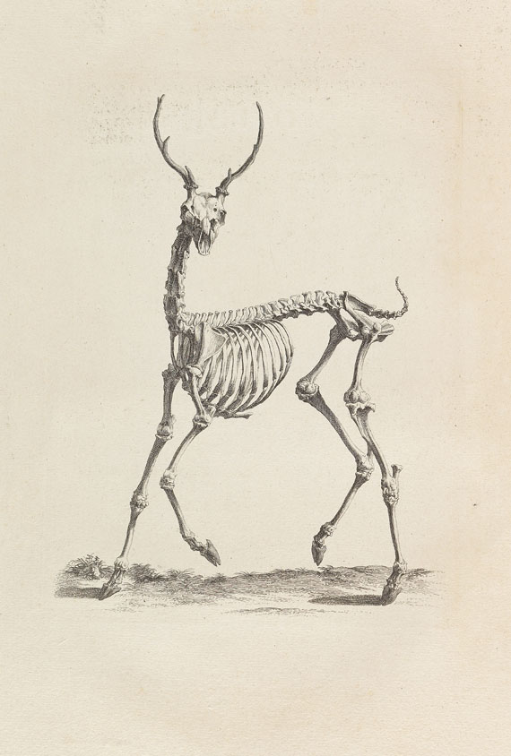 William Cheselden - Osteographia or the anatomy of the bones. 1733.