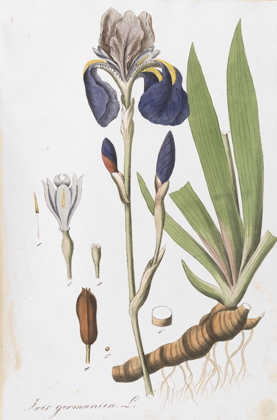 Johann Gottlieb Mann - Deutschlands wildwachsende Arzney-Pflanzen. 2 Bde. 1828
