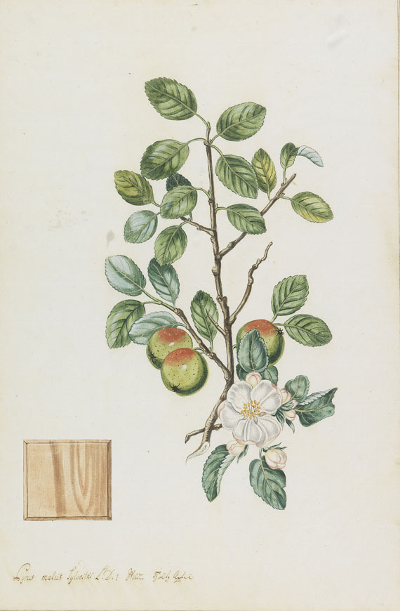  Blumen und Pflanzen - Cyrus malus silvestris. - Wilder Holtz Apfel.