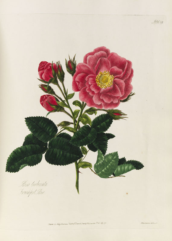 Mary Lawrance - A collection of roses. 1799. - Weitere Abbildung