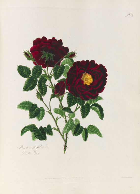 Mary Lawrance - A collection of roses. 1799. - Weitere Abbildung
