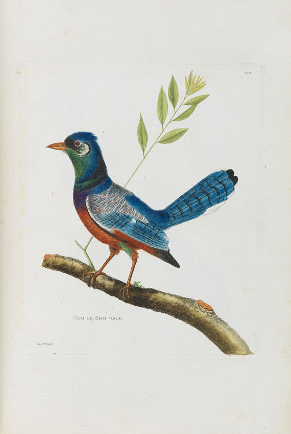 Francois Nicolas Martinet - Oiseaux. Um 1780-90. - Weitere Abbildung