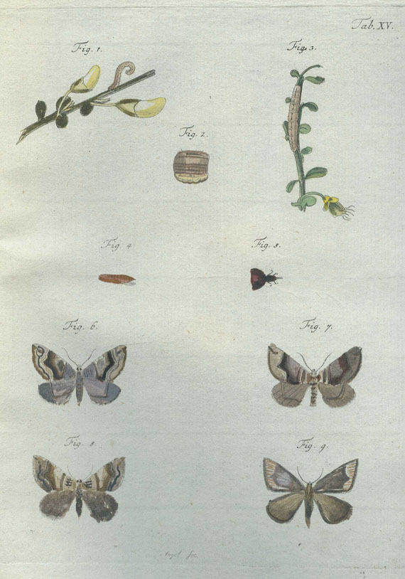 Chr. Fr. C. Kleemann - Natur- und Insecten-Geschichte. Tl. 2. 1793
