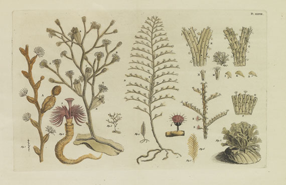 John Ellis - Koraal-Gewassen. 1756 - Weitere Abbildung