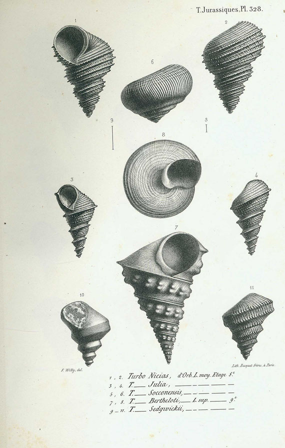 Alcide de Orbigny - Paléontologie Francaise. 2 Bde. 1842