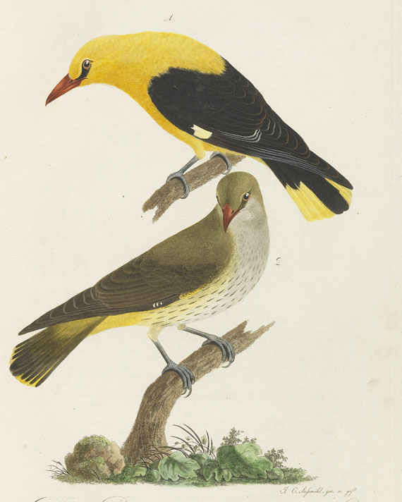 Johann Conrad Susemihl - Teutsche Ornithologie 2 Bde. 1800-1805