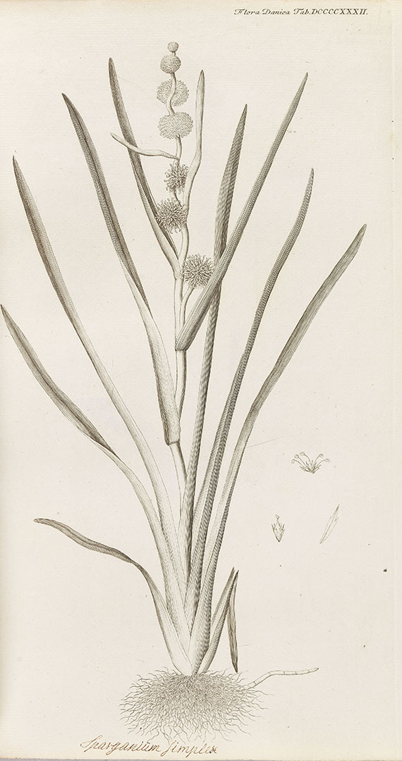   - Flora Danica. 10 Bde. 1761-99 - Weitere Abbildung