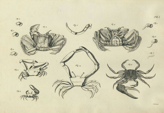 Joh. Friedr. Wilh. Herbst - Versuch Naturgeschichte Krabben und Krebse. Buch + Mappe. 2 Bde. 1796