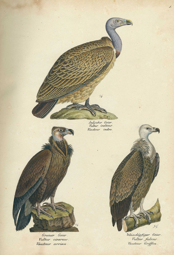 Heinrich Rudolf Schinz - Naturgeschichte und Abbildungen der Vögel. 1819