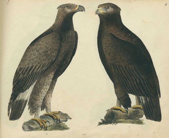 Friedrich Strack - Naturgeschichte in Bildern. 1835-41