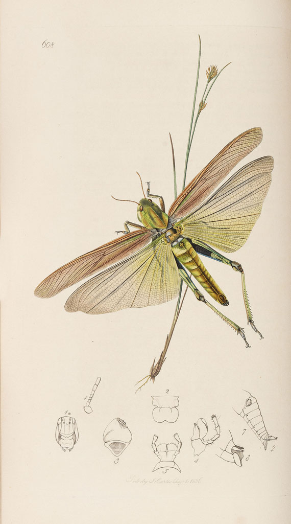 John Curtis - The genera of insects. 8 Bde. 1823-40 - Weitere Abbildung