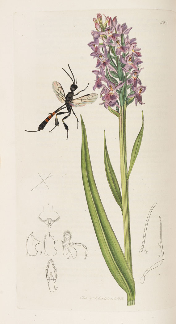 John Curtis - The genera of insects. 8 Bde. 1823-40 - Weitere Abbildung