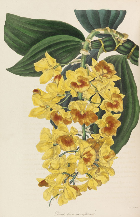 Joseph Paxton - Magazine of botany. 9 Bde. 1834-1844