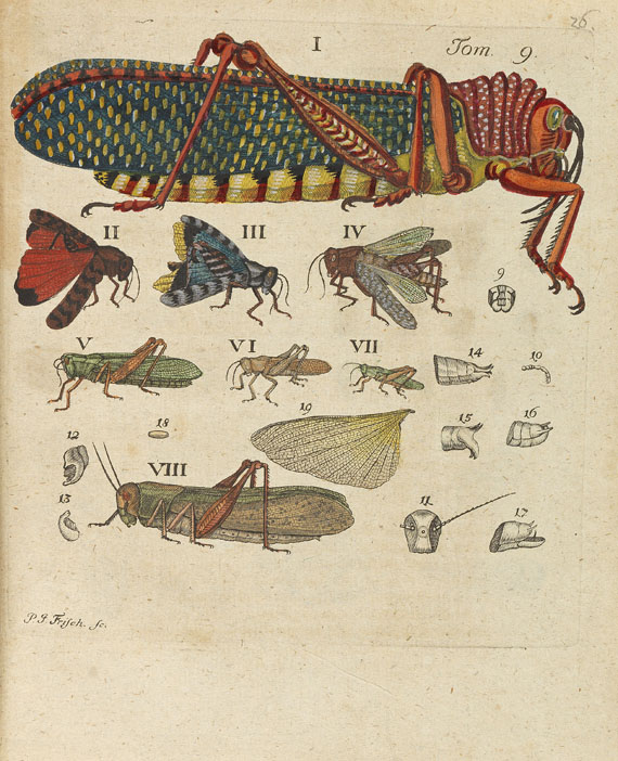 Johann Leonhard Frisch - Beschreibung von allerley Insecten. Text- und Tafelbd. Zus. 2 Bde. 1730