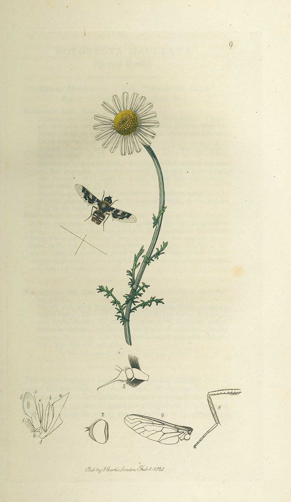 John Curtis - Sammelband Entomologie. 1824-39