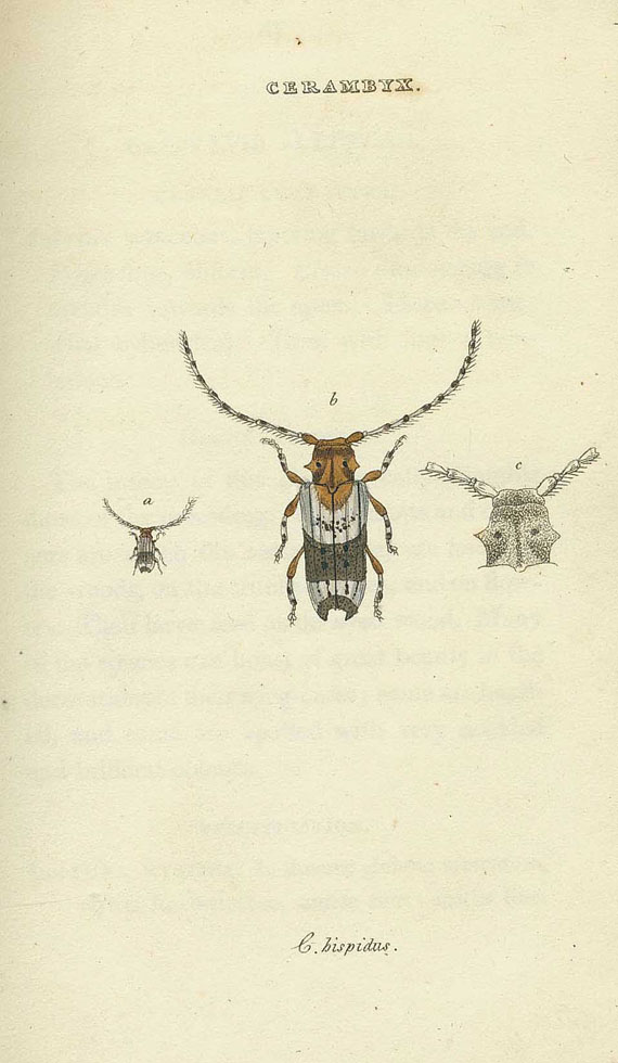 William Wood - 2 Werke (Index entom. / Insects( Zus. 3 Bde. 1821-1854