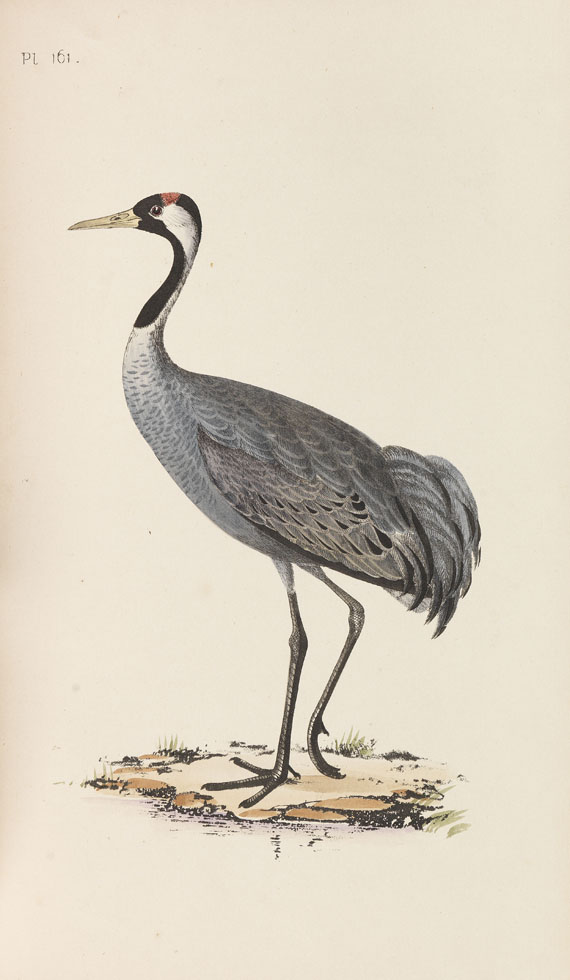 Henry Leonard Meyer - Illustrations of British birds, 7 Bde. 1857