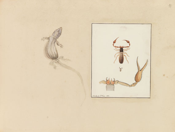   - Album mit Darstellungen. Überwiegend Spinnen. 1829-30 - Weitere Abbildung