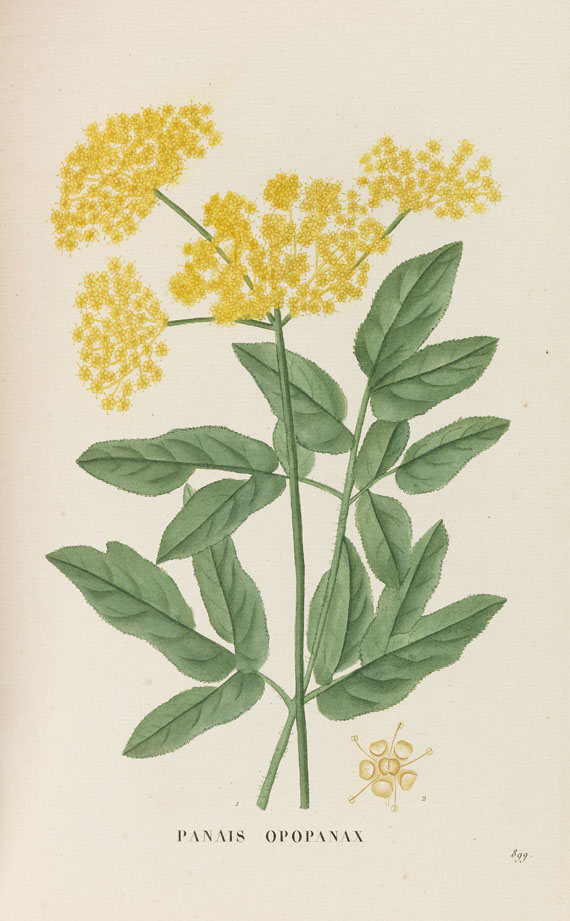 J. H. Jaume Saint-Hilaire - Plantes de la France. 9 Bde. 1808-22 - Weitere Abbildung