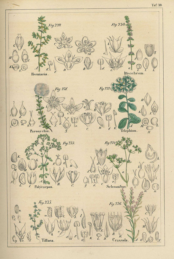 Wilhelm Ludwig Petermann - Deutschlands Flora + Das Pflanzenreich. 2 Bde. 1849-57