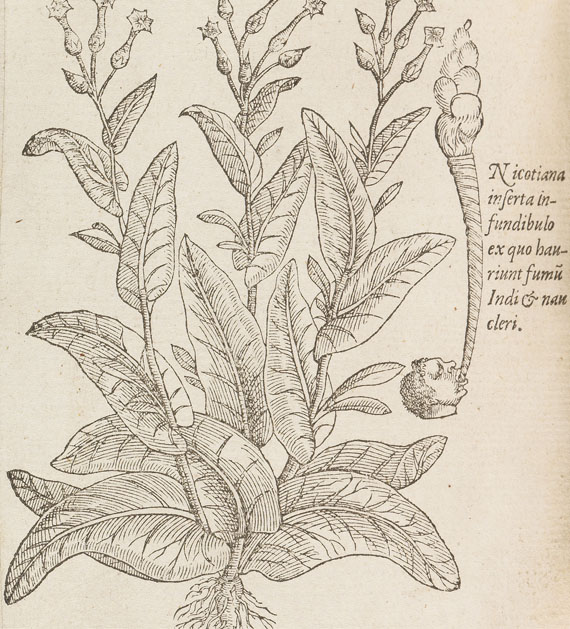 Matthias de Lobel - Plantarum seu stirpium historia. 2 Tle. in 1 Bde. 1576 - Weitere Abbildung