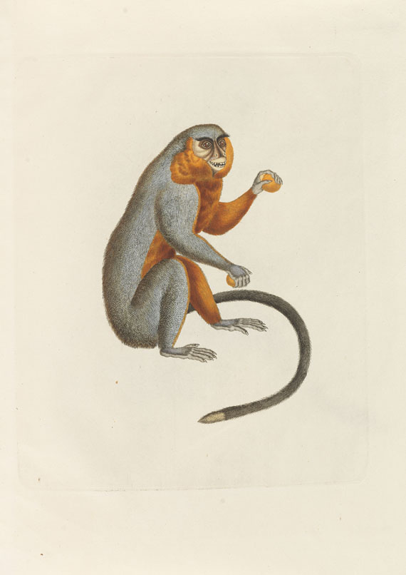 Johann Baptist von Spix - Abhandlung über die Affen. 1814