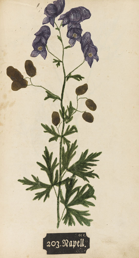   - Kniphof, J. H., Botanica in originali pharmaceutica. 1733. - Weitere Abbildung