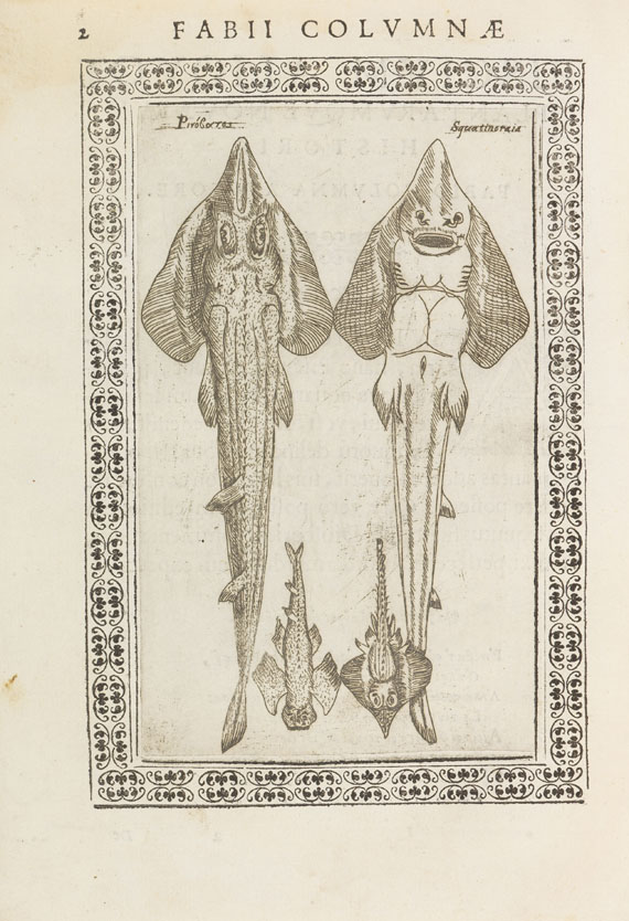 Fabius Columna - Phytobasanos sive Plantarum. 1592.