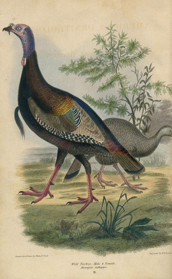 Alexander Wilson - American ornithology. 3 Bde.