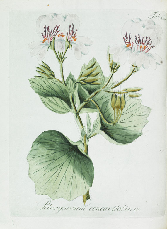 Johann Christoph Wendland - Ericarum. 1798. 2 Bde. - Collectio plantarum. 1805