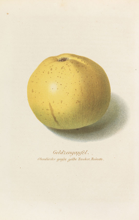 Oberdieck, Johann Georg Conrad - Lucas/Oberdieck, Pomologische Monatshefte. 1855-98. + Dubletten. Zus. 81 Tle.