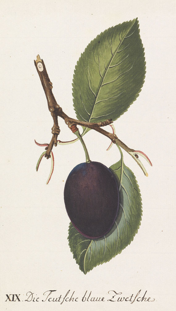  Obst - 64 Bll. Früchte (Sickler-Aquarelle, Weinmann etc.) - Weitere Abbildung