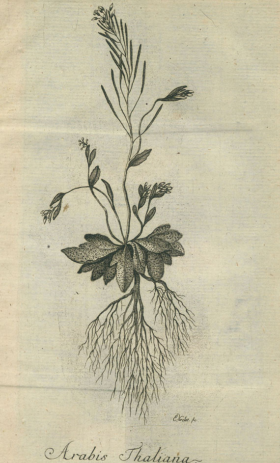 Johann Adam Pollich - Historia Plantarum. 3 Tle. in 1 Bd.