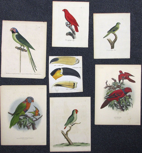Vögel - Ca. 90 Bll. Papageien, Paradiesvögel, Kolibris.