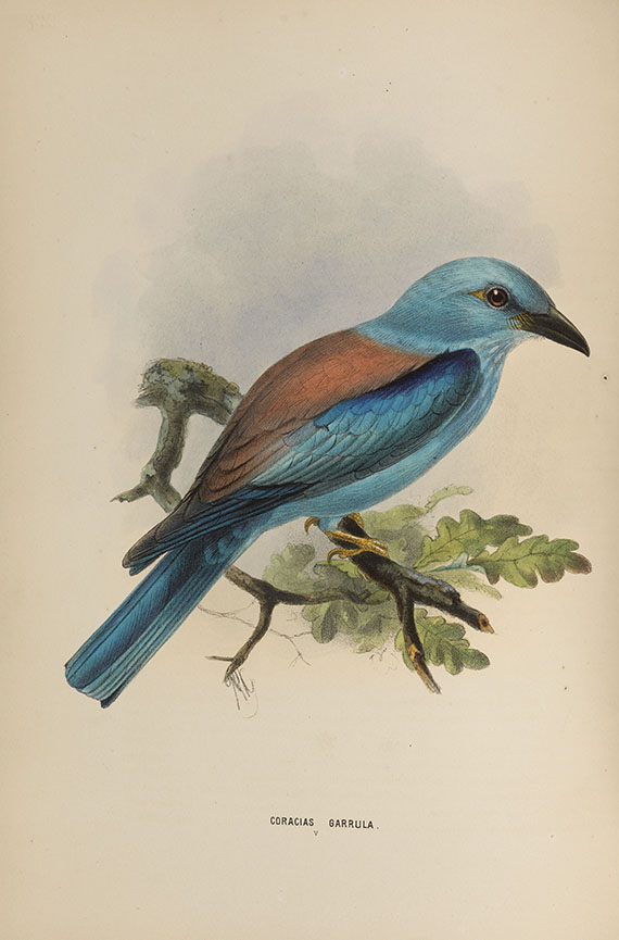 Henry Eeles Dresser - Birds of Europe. 9 Bde. - Weitere Abbildung
