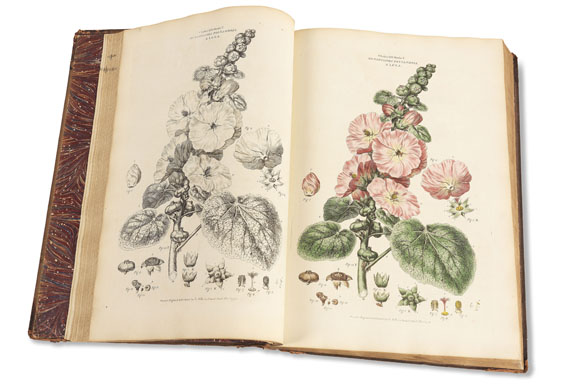 John Miller - Illustratio systematis sexualis Linnaei, 2 Bde. 1770-1780. - Weitere Abbildung