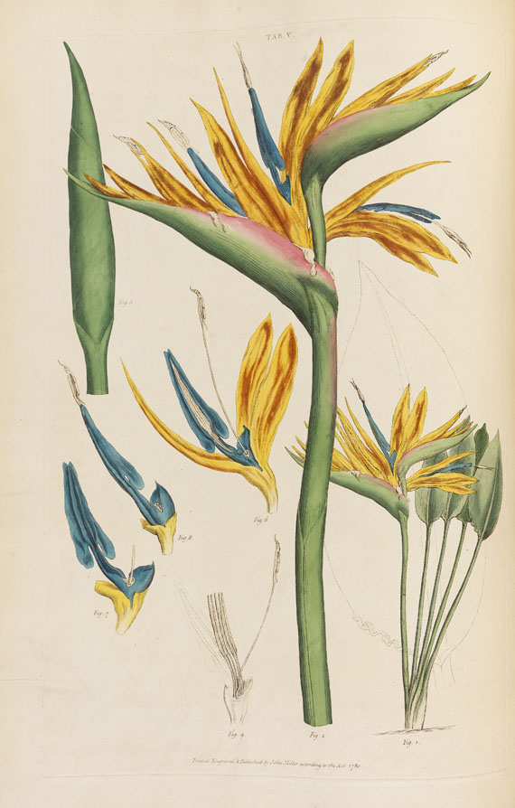 John Miller - Illustratio systematis sexualis Linnaei, 2 Bde. 1770-1780. - Weitere Abbildung