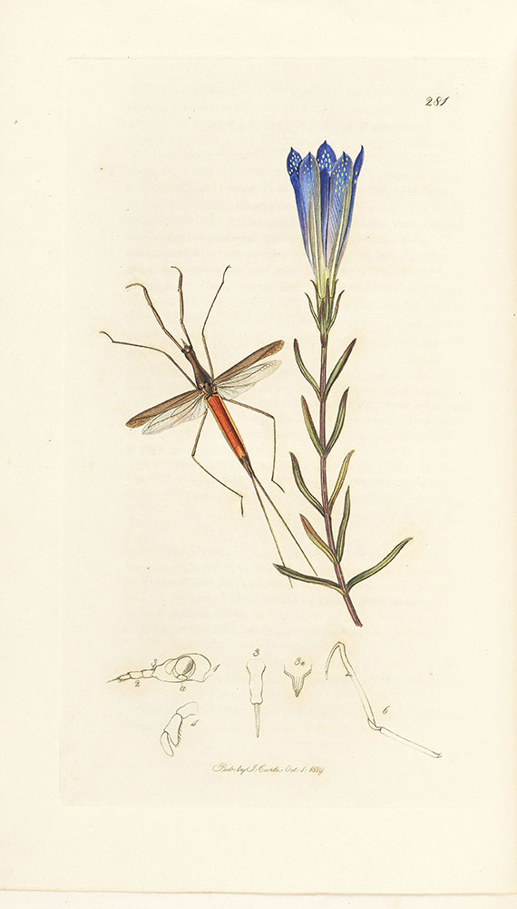 John Curtis - British Entomology, 16 Bände. - Weitere Abbildung
