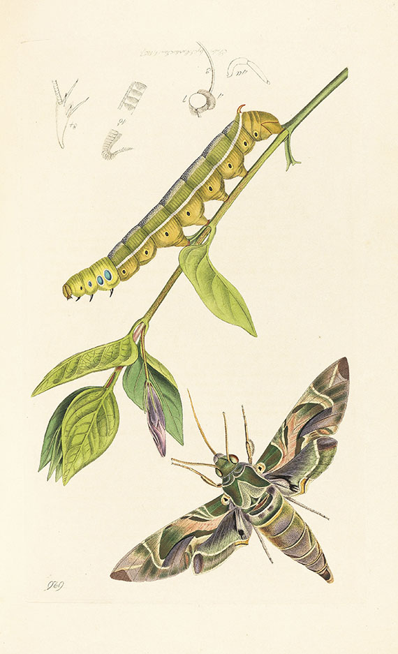 John Curtis - British Entomology, 16 Bände.