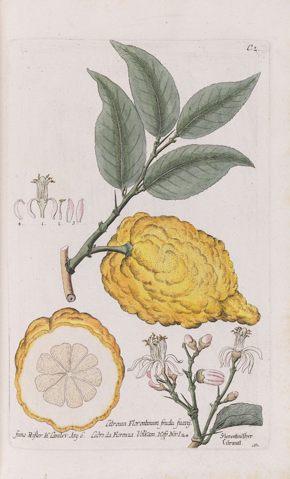 Georg Wolfgang Knorr - Regnum florae - Weitere Abbildung