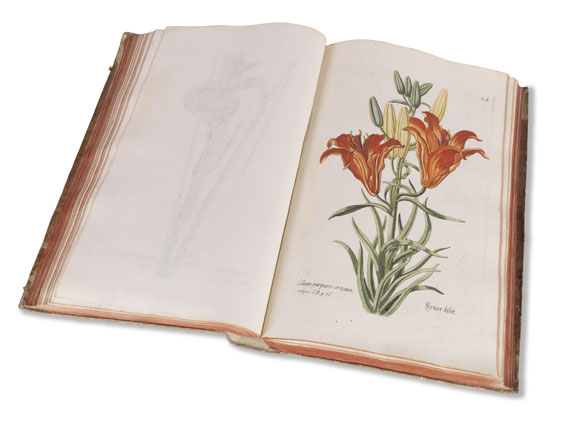 Georg Wolfgang Knorr - Regnum florae - Weitere Abbildung