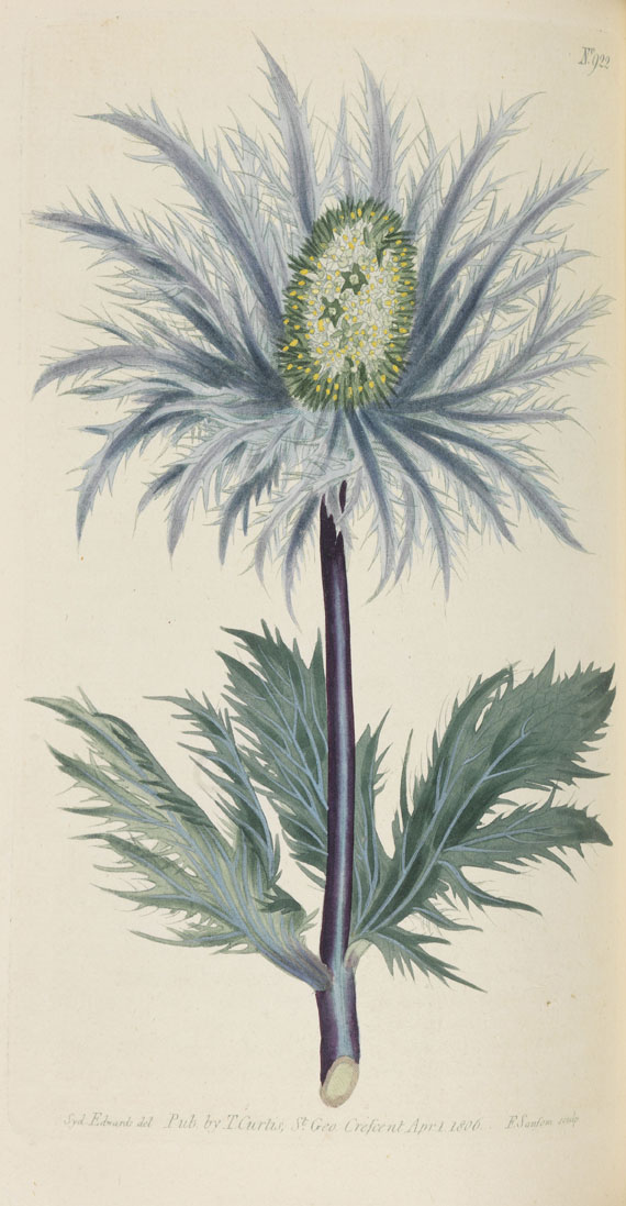 William Curtis - Botanical Magazine, Bd 1 - 53. 40 Bde. - Weitere Abbildung