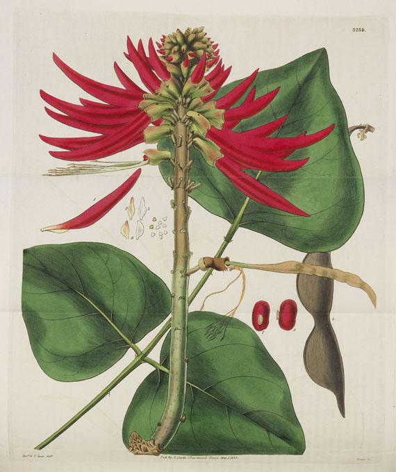 William Curtis - Botanical Magazine, Bd 1 - 53. 40 Bde.