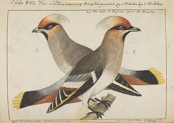 Carl von Linné - Vögel in Beschreibungen und Abbildungen - Weitere Abbildung