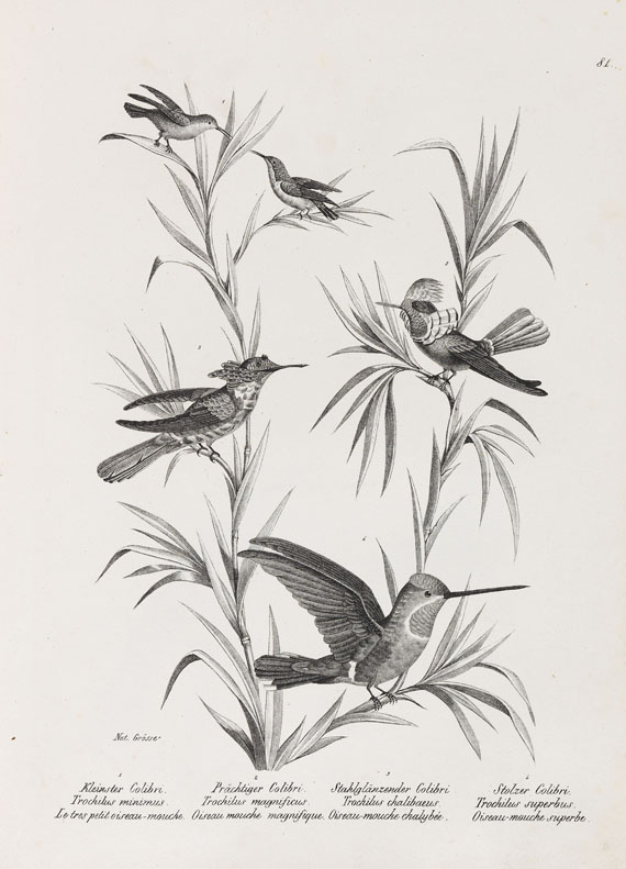 Heinrich Rudolf Schinz - Naturgeschichte der Vögel. 2 Bde. - Weitere Abbildung
